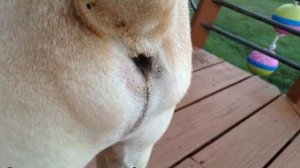 Параанальные железы у собак: воспаление и чистка