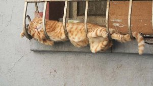 Приколы с животными до слез / Смешные кошки и другие животные