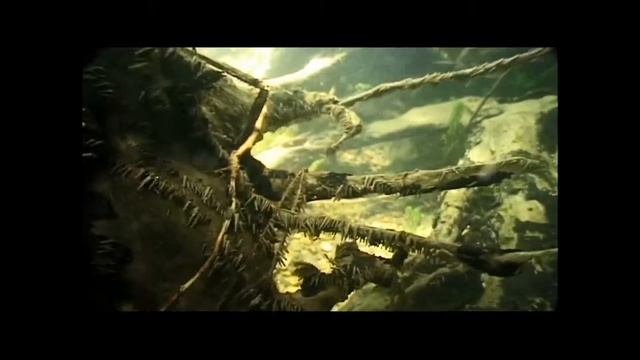 BoU 2 Tricotteri смотреть онлайн