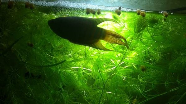 макроподы нерест