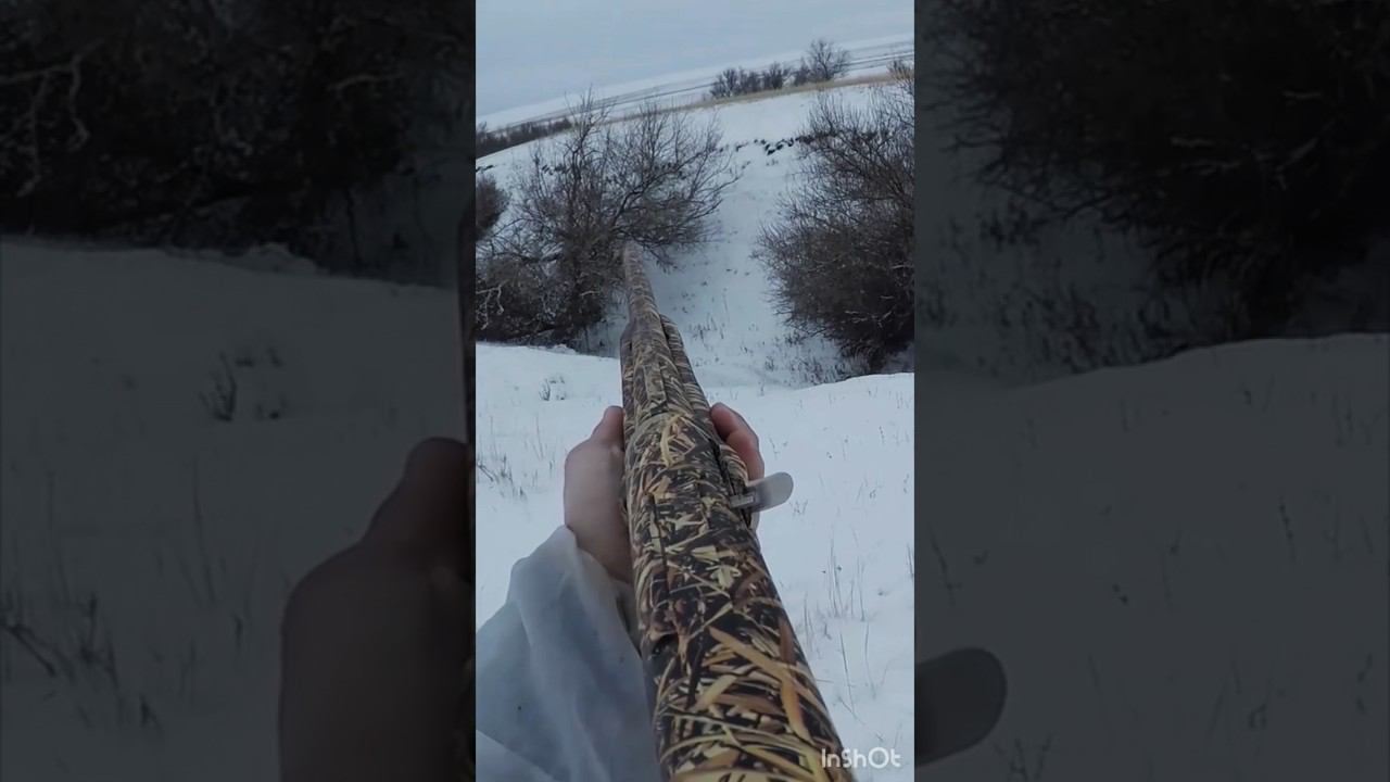 Охота на зайцев #shortvideo #охота #охотаназайца #шортс #shorts #охотавидео #maxhunter смотреть онлайн