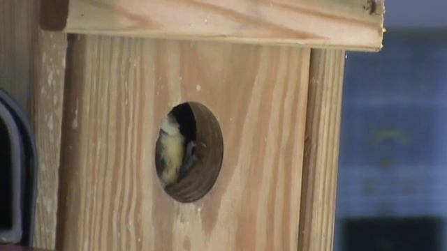 Попытка вылета птенца, поощрение гусеницей Meisen Auf Dem Balkon M2U00731 .MPG