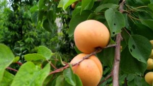 Абрикос Харгранд Средне-поздний.
