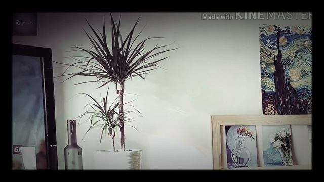 Драцена Маргината (Dracaena marginata). Уход дома смотреть онлайн
