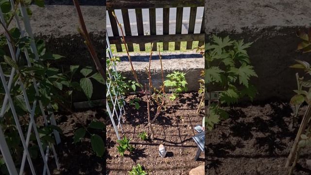 Как выглядит мой Сад сегодня 2 Мая. смотреть онлайн