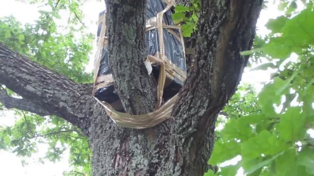 Рой залетел в ловушку из картона установленную на дубе, 2014г. смотреть онлайн