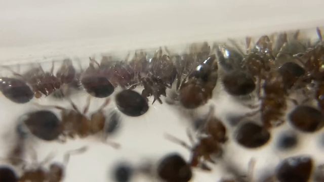 Новый вид в коллекции! Как вы любите) meranoplus bicolor смотреть онлайн