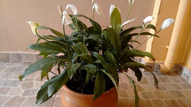 06 Plantas que limpam o ar da casa. Proteja-se! смотреть онлайн