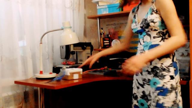 Попугай нападает на человека:-) смотреть онлайн