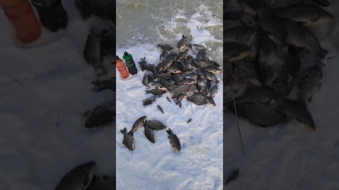 Рыбалка на тягу на карася 2024 смотреть онлайн