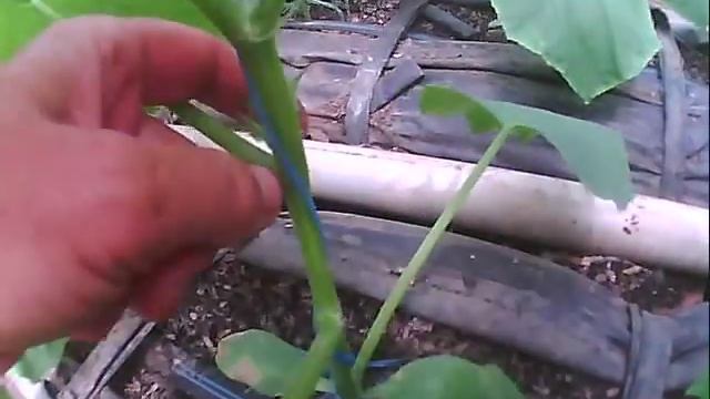 как вырастить огурец удаление первых пасынков на огурце смотреть онлайн