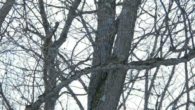 Fly 50m is Ezo flying squirrel смотреть онлайн