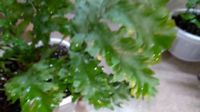 Мои комнатные растения // Цветочные новости // Продам папоротники смотреть онлайн