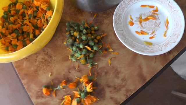 Как сделать мёд из календулы Василиса смотреть онлайн