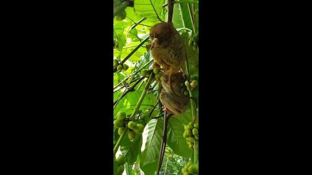 Philippines tarsier (Tarsius tarsier) - филиппинский долгопят на острове Бохол смотреть онлайн