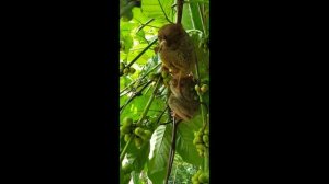 Philippines tarsier (Tarsius tarsier) - филиппинский долгопят на острове Бохол