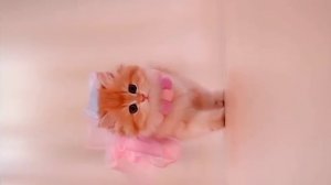 AU Реакция ПГБД на Шэнь Цзю как Аль Хайтам