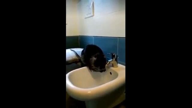 Крыса и Нутрия Моется тщательно . Чистюля. Животный прикол смотреть онлайн