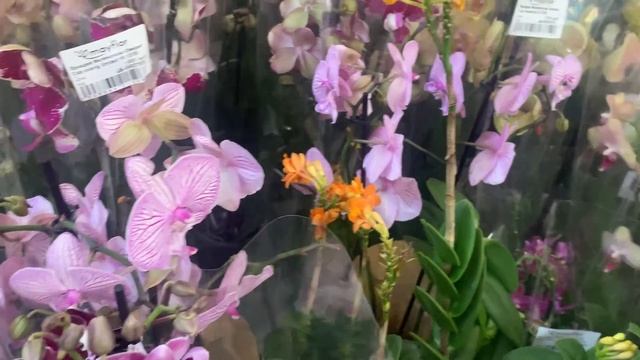 Mayflor ? обзор орхидей 22.07.22?МО Красногорск Новорижское шоссе смотреть онлайн