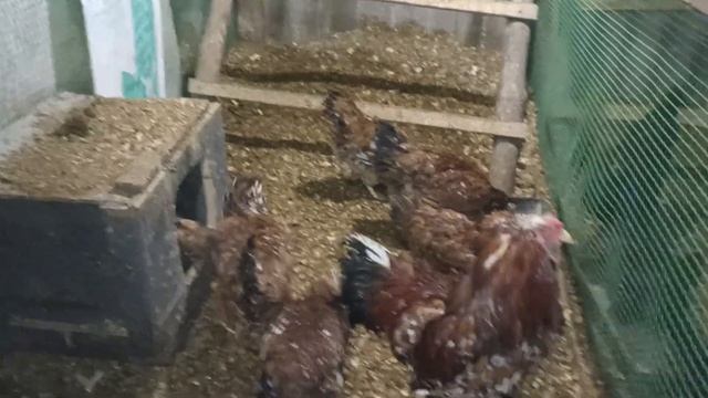 Голошейные куры, Новости с птичка смотреть онлайн