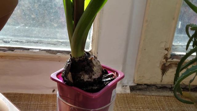 гиацинт. 06.03.2021 смотреть онлайн