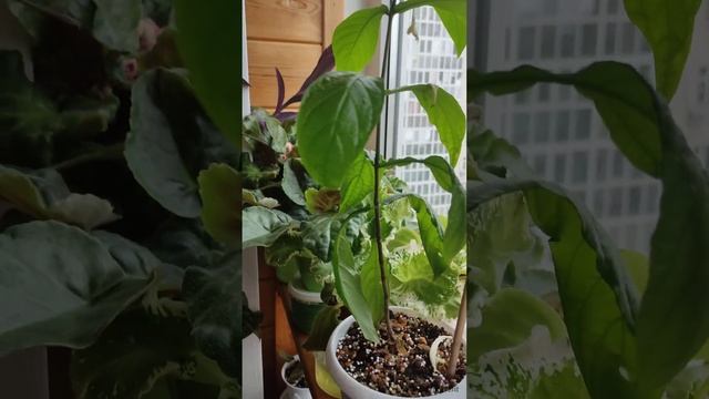 пахистахис на фитильном поливе смотреть онлайн