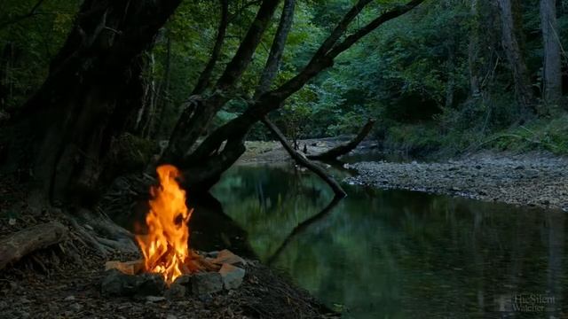 Можно ли каланхоэ высадить на улицу? смотреть онлайн