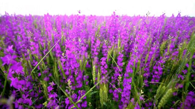 (4K) Most Beautiful Violet Flowers 🌺 With Relaxing Piano Music