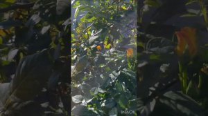 Роза плетистая Дюна