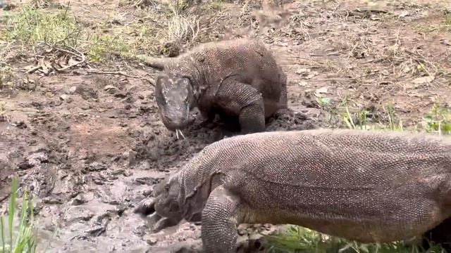 Komodo Dragon Attacks Wild Boar Alive In a Pool Of Mud & This Pig Continues To Fight смотреть онлайн
