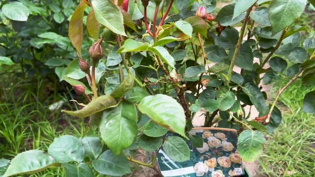 Розы в саду 2023. Новая роза Дэвида Остина в 2023. Обзор розы DANNAHUE. Красивая роза в моем саду. смотреть онлайн