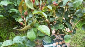 Розы в саду 2023. Новая роза Дэвида Остина в 2023. Обзор розы DANNAHUE. Красивая роза в моем саду.