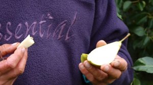 Груша сорт "Забава". Урожай с 2-ух летнего дерева.