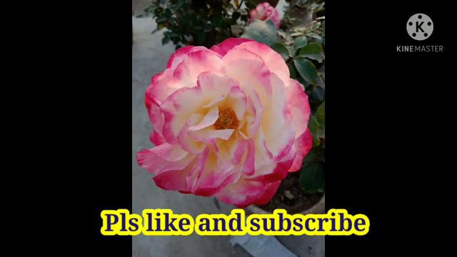 Happy Baishaki#beautiful flowers of terrace gardens смотреть онлайн