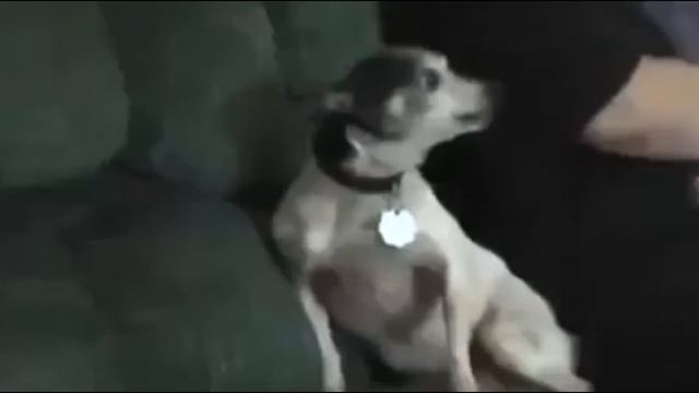 Если бы у животных был рот как у людей смотреть онлайн