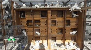 УЗБЕКСКИЕ, ТАДЖИКСКИЕ ,АНДИЖАНСКИЕ, БАКИНСКИЕ ,ГОЛУБИ (у друга в гостях)