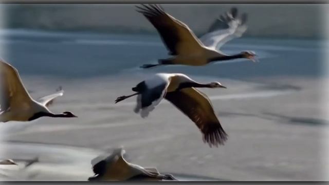 ,, Караваны птиц надо мной летят ,, - Аксинья Колесникова смотреть онлайн