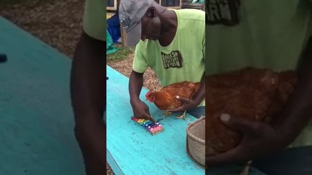 FFF Hen Playing the Xylophone (Full Video) смотреть онлайн