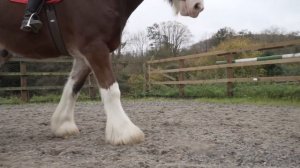 Riding the Shire Horse in England!