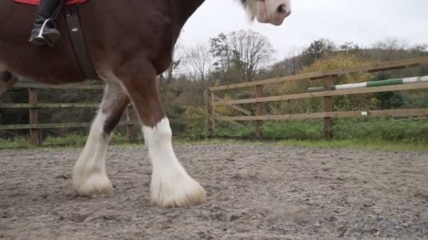 Riding the Shire Horse in England!
