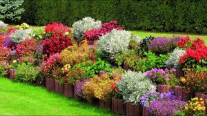 Цветы в саду Красивая история цветущего сада