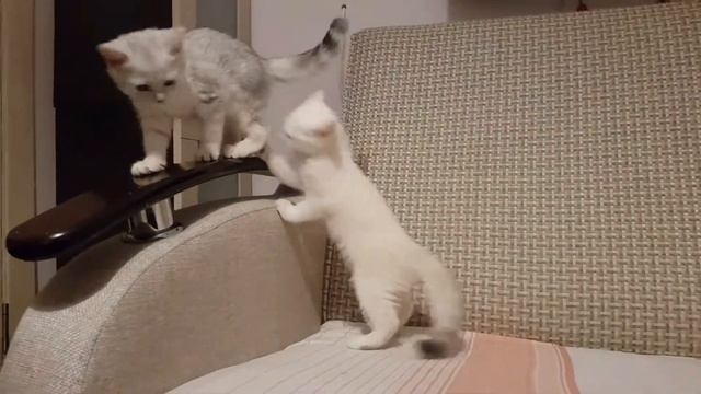 Британские котята 2 месяца смотреть онлайн