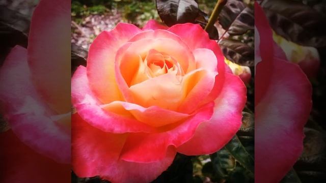 #цветы #цветок #сад #огород #флора #дача #лето #растение #природа #простаякрасота #flower #flowers смотреть онлайн