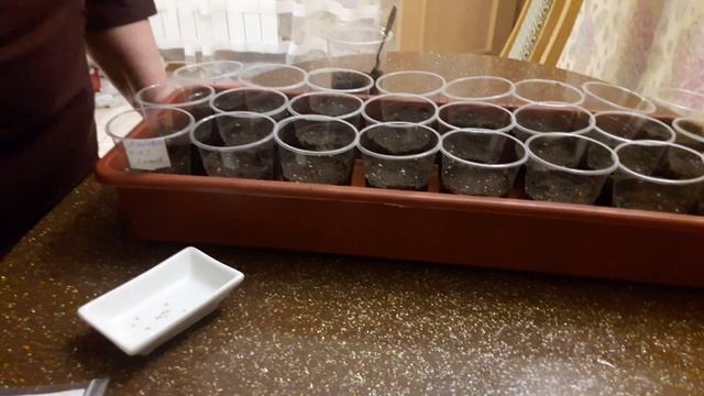 Томаты мой способ посева! смотреть онлайн