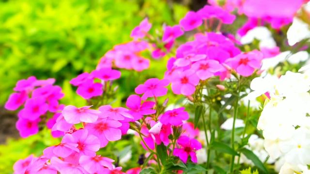 रंग बिरंगे phlox के फूल मेरी बगिया में...खास आपके लिए.....|| Phlox के फूल #flowersofindia смотреть онлайн