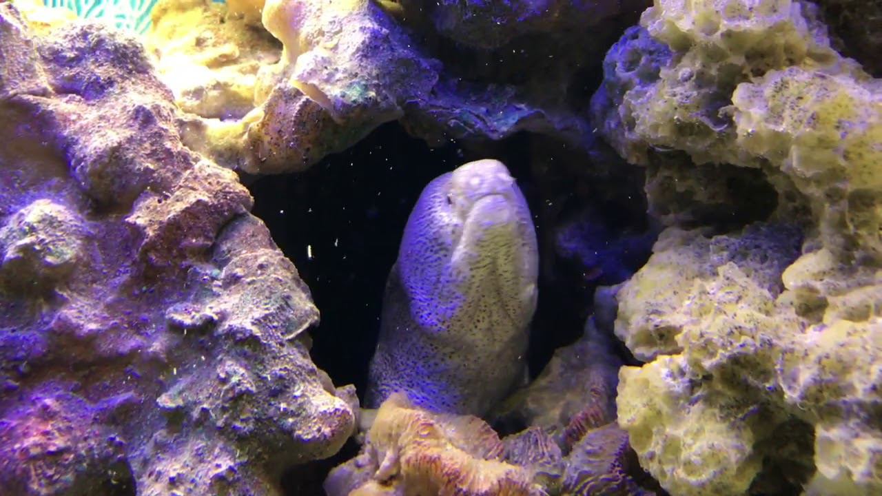 Кормление Мурены смотреть онлайн