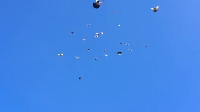 Николаевские голуби смотреть онлайн