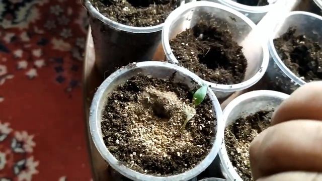 Работаю с рассадой. Посадка в стаканчики. смотреть онлайн