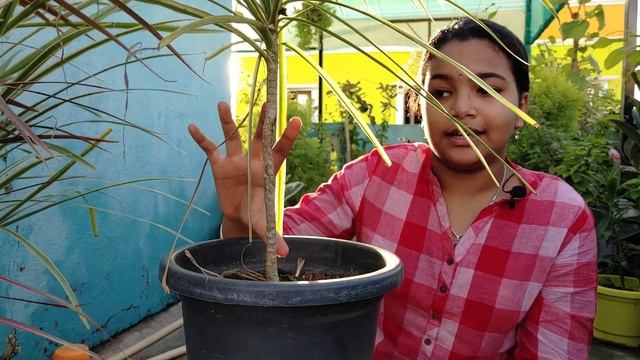 Dragon Plant - Dracaena Draco - Tips & Care - Chennai Garden & Garden смотреть онлайн