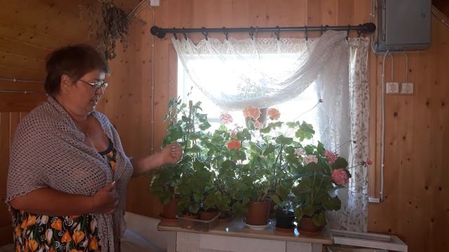 Как перевезти герань на дачу и другие подсказки от Бабушки Иры смотреть онлайн